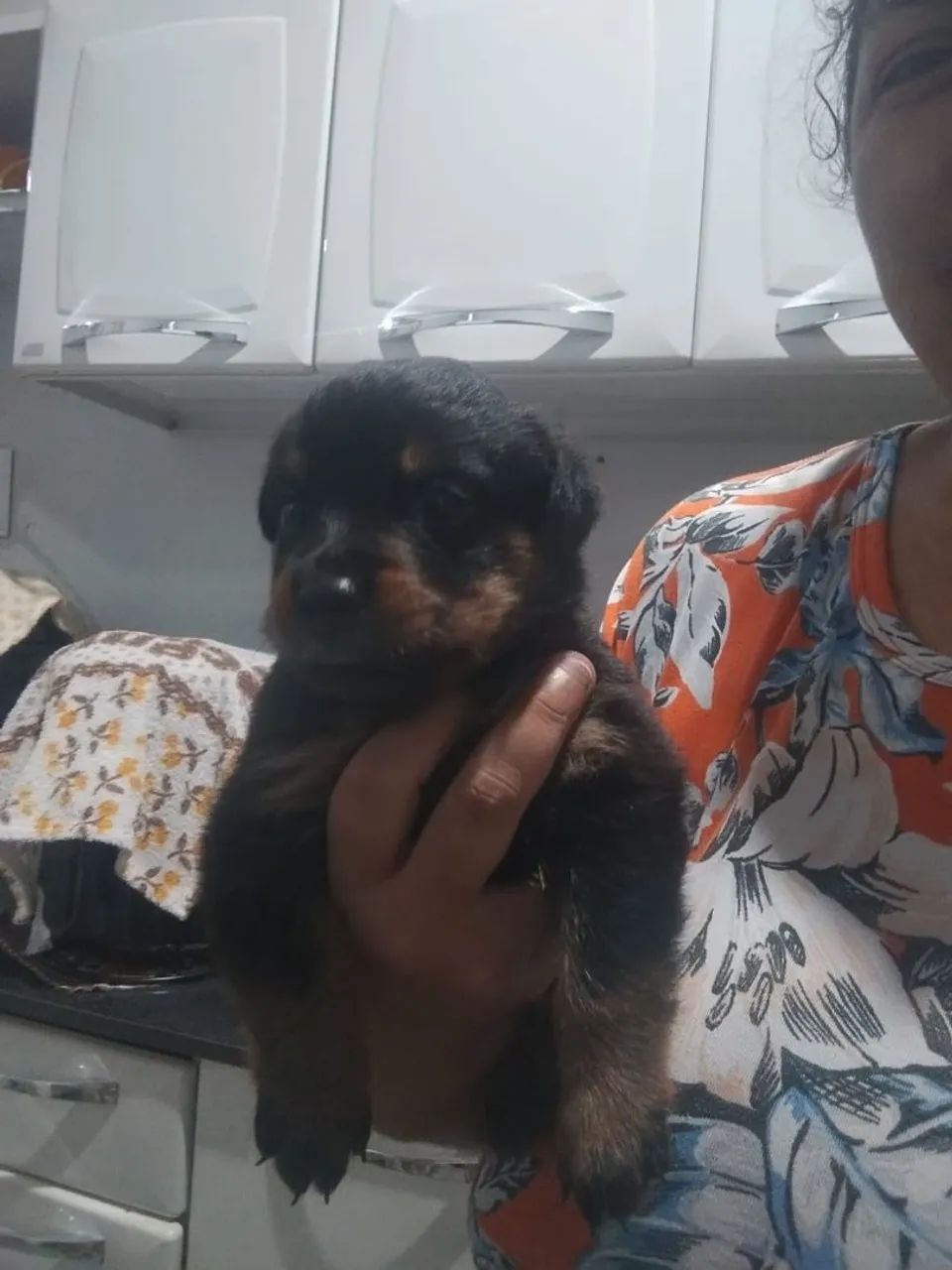 Filhote rottweiler  1 casal disponível  - Foto 2