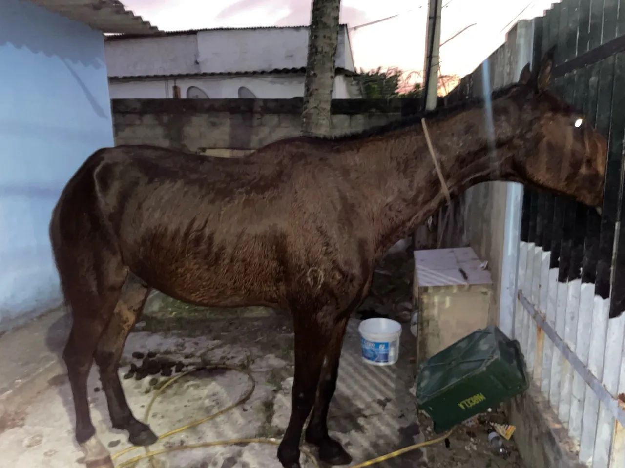 Cavalo mangalarga - Foto 3