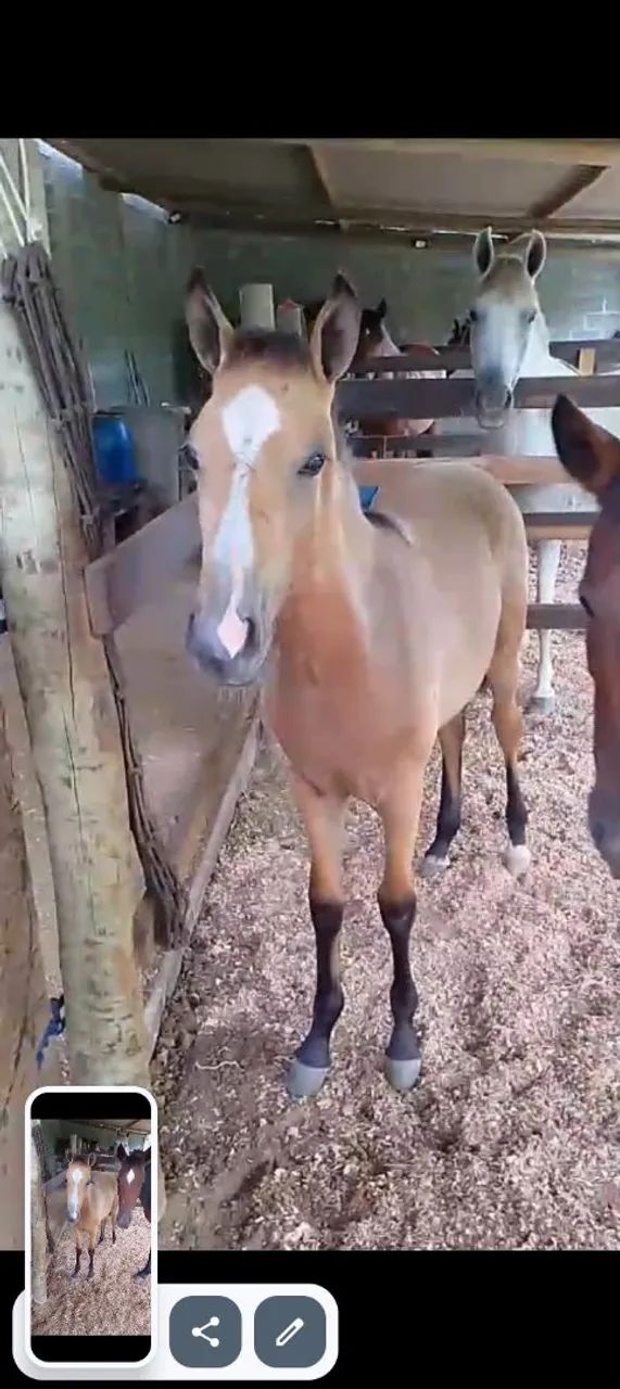 Potro puro sangue - 6 meses baio marilho 