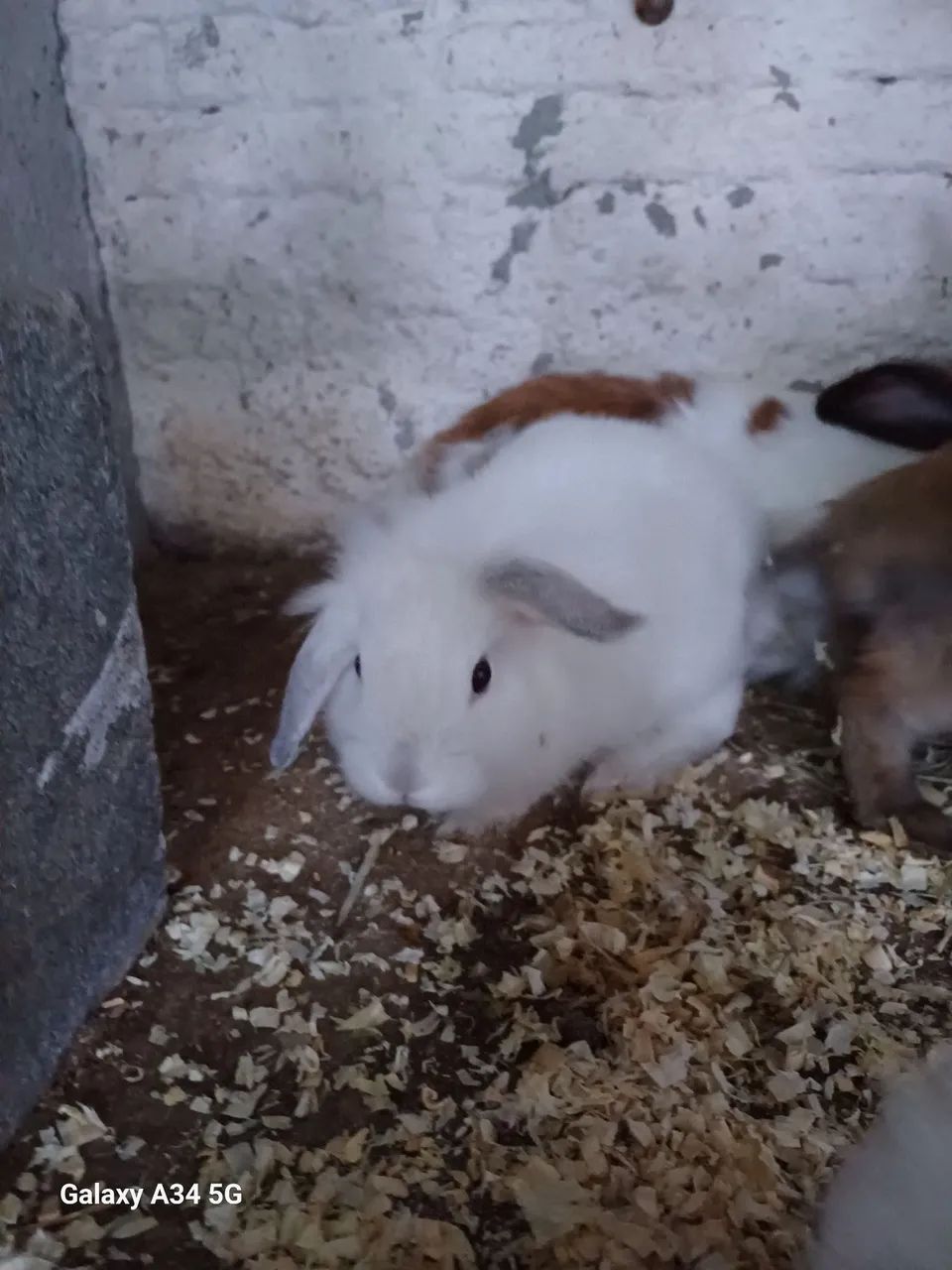 Filhotes de coelhos Mini Lion.  - Foto 2