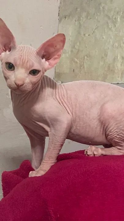 Sphynx machinho disponível  - Foto 3