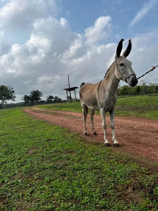 Jumenta Pêga registrada ! 