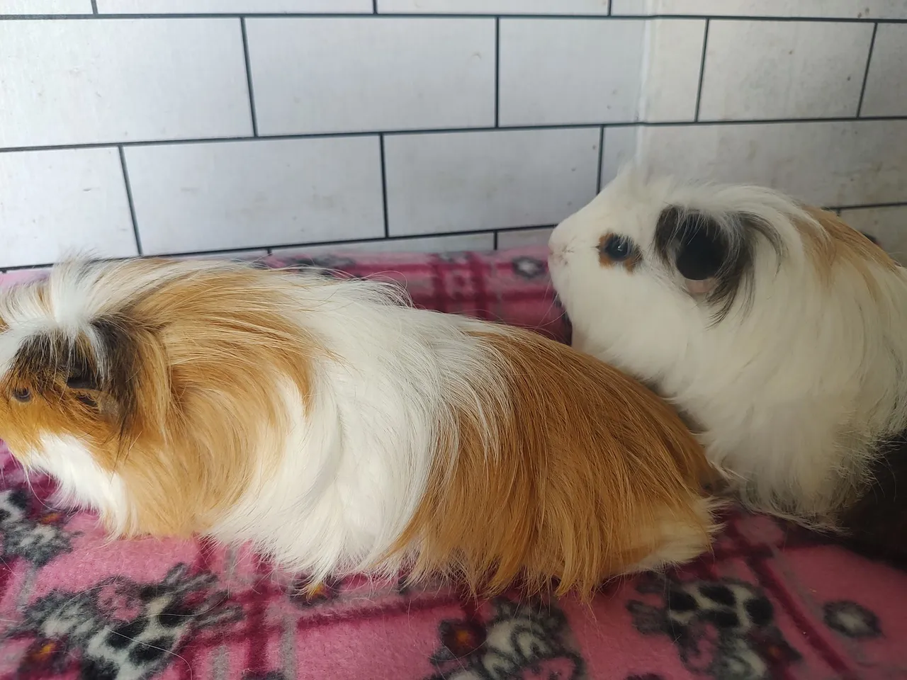 Lindas Porquinhas-da-índia