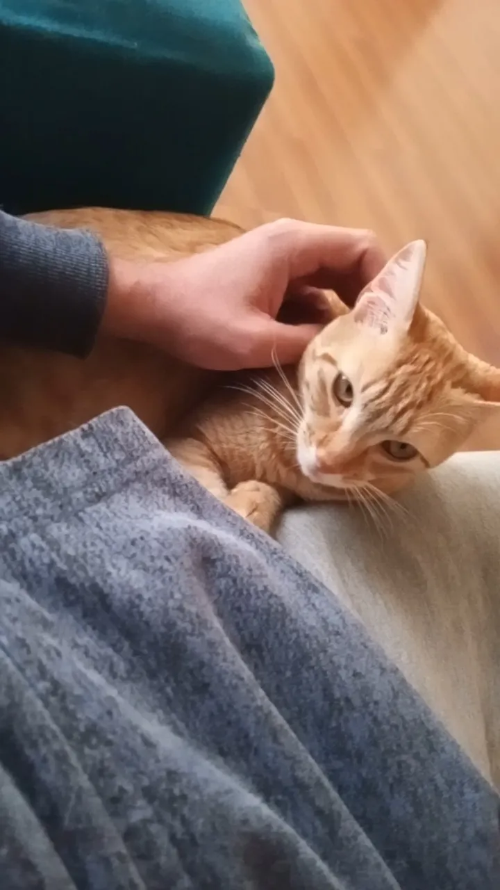Doa se Gato castrado