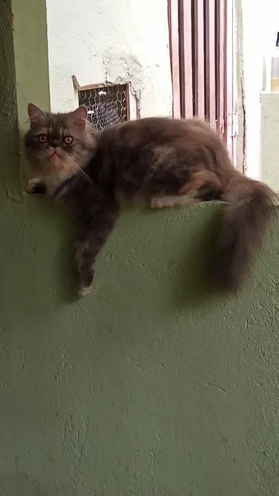 Casal de gatos persa com pedigree - Foto 4