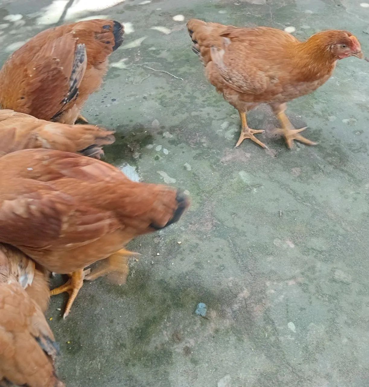 Vendemos 5 frangas e 4 frangos por 270.00 - Foto 5