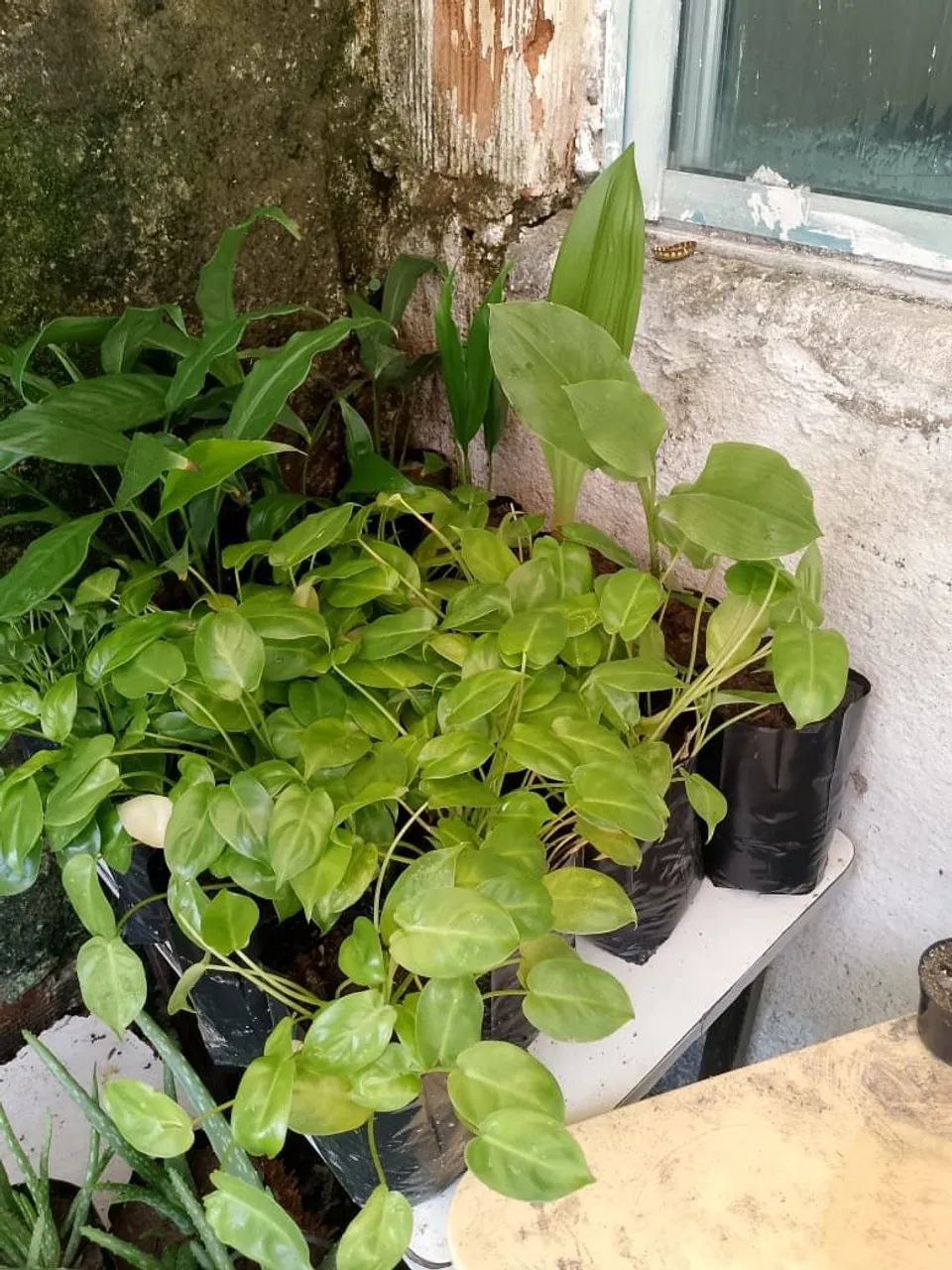 Cactos pendentes e plantas  - Foto 5