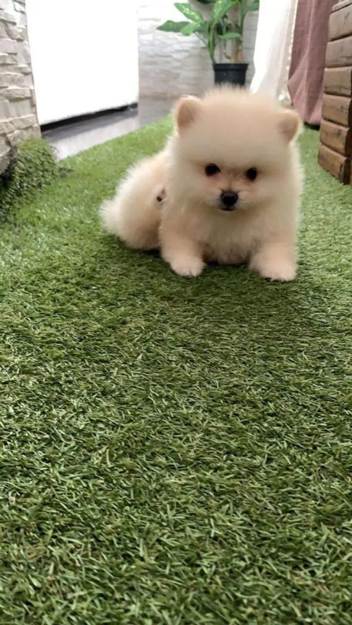 Lulu da Pomerânia fofo 