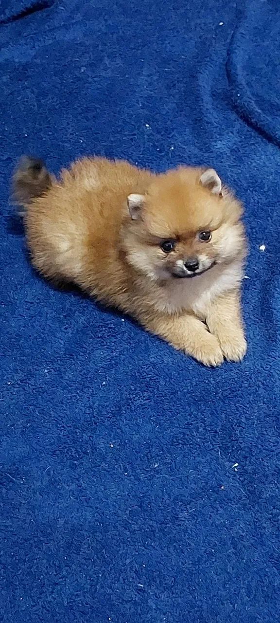 Filhote de Spitz Alemão - Uma bolinha de fofura! - Foto 2