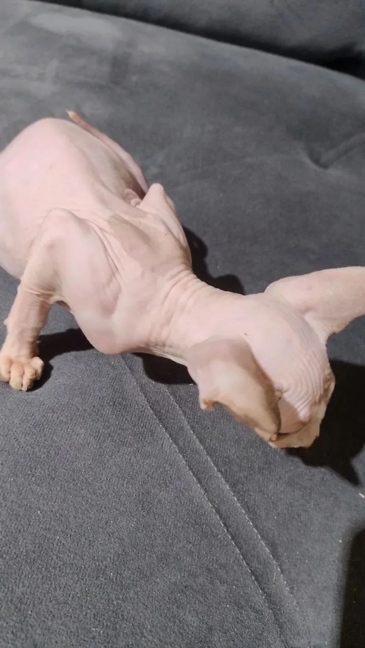 Fêmea sphynx inteira 