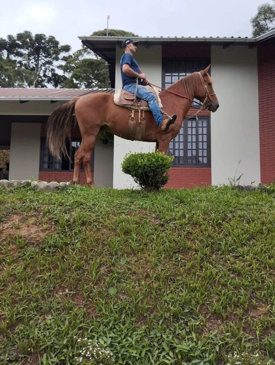 Campolina marchador porte grande. - Foto 4