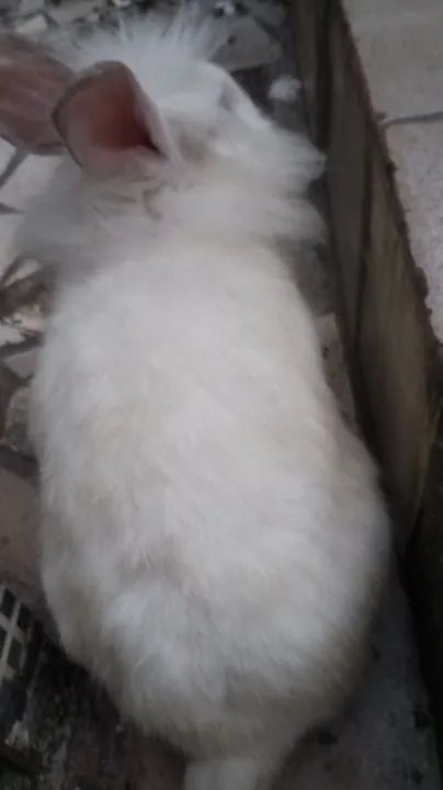 Dois coelhos fofinhos para adoção - Foto 2