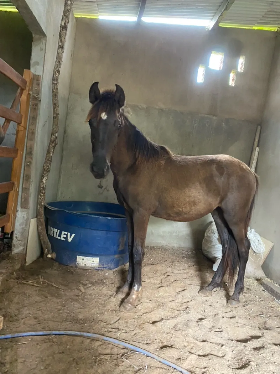 Cavalo Manga larga machador
