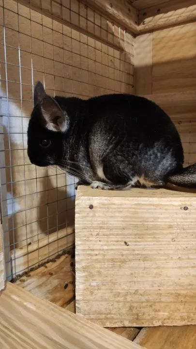 Chinchila - Filhotes - PROMOÇÃO DE VERÃO - Foto 2