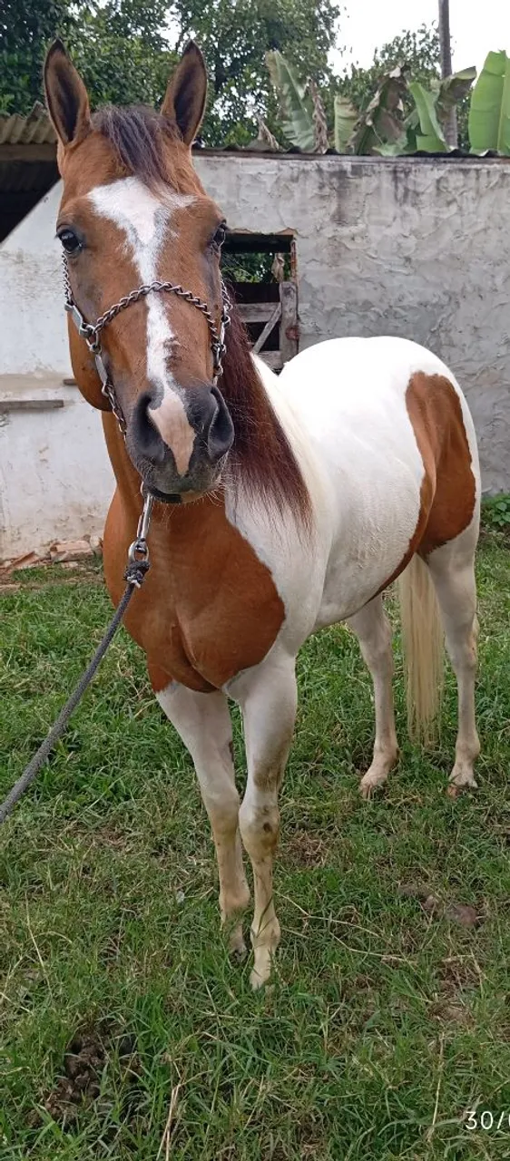 Potro Paint Horse puro c documento