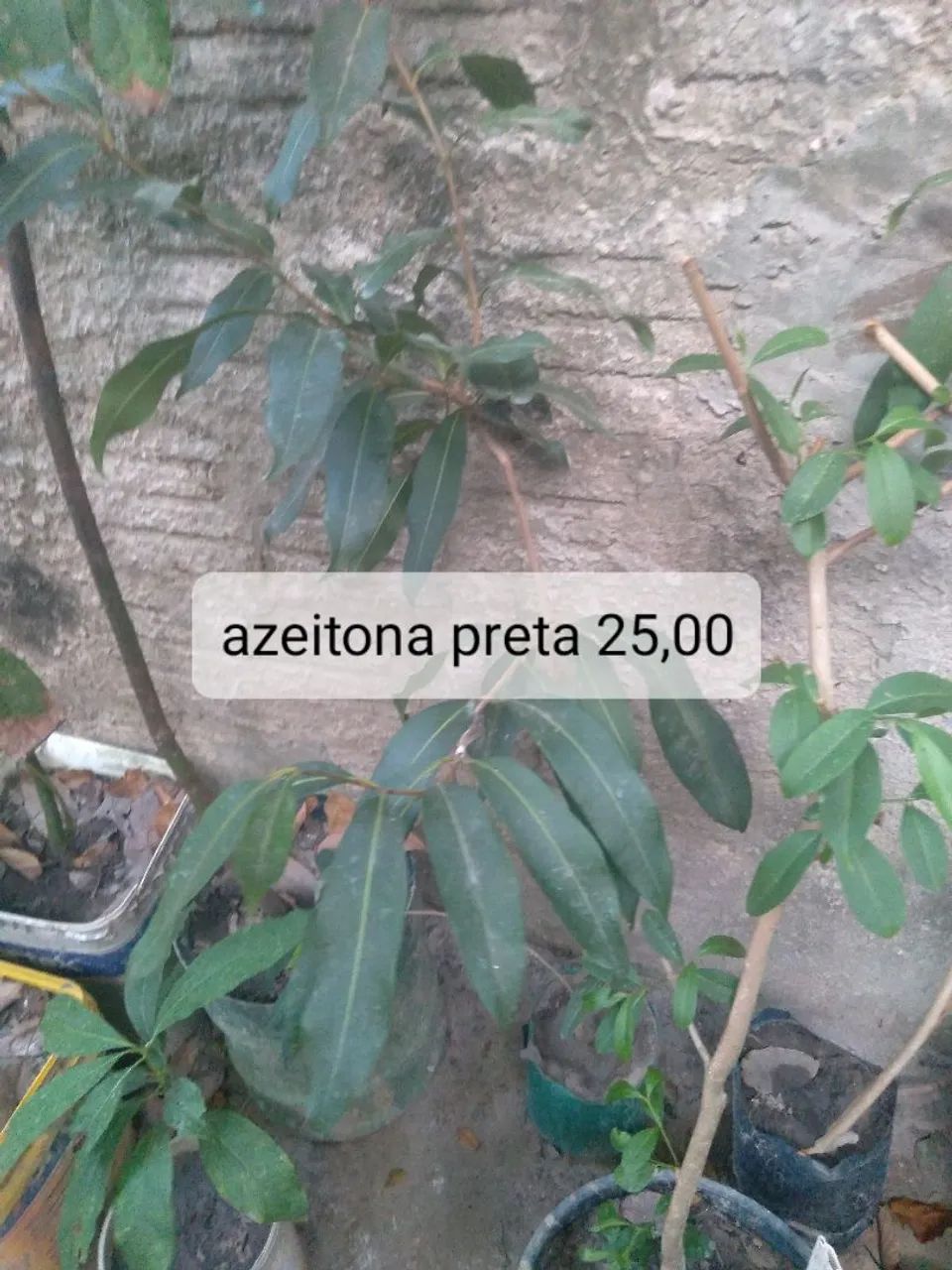 Muda frutíferas 4