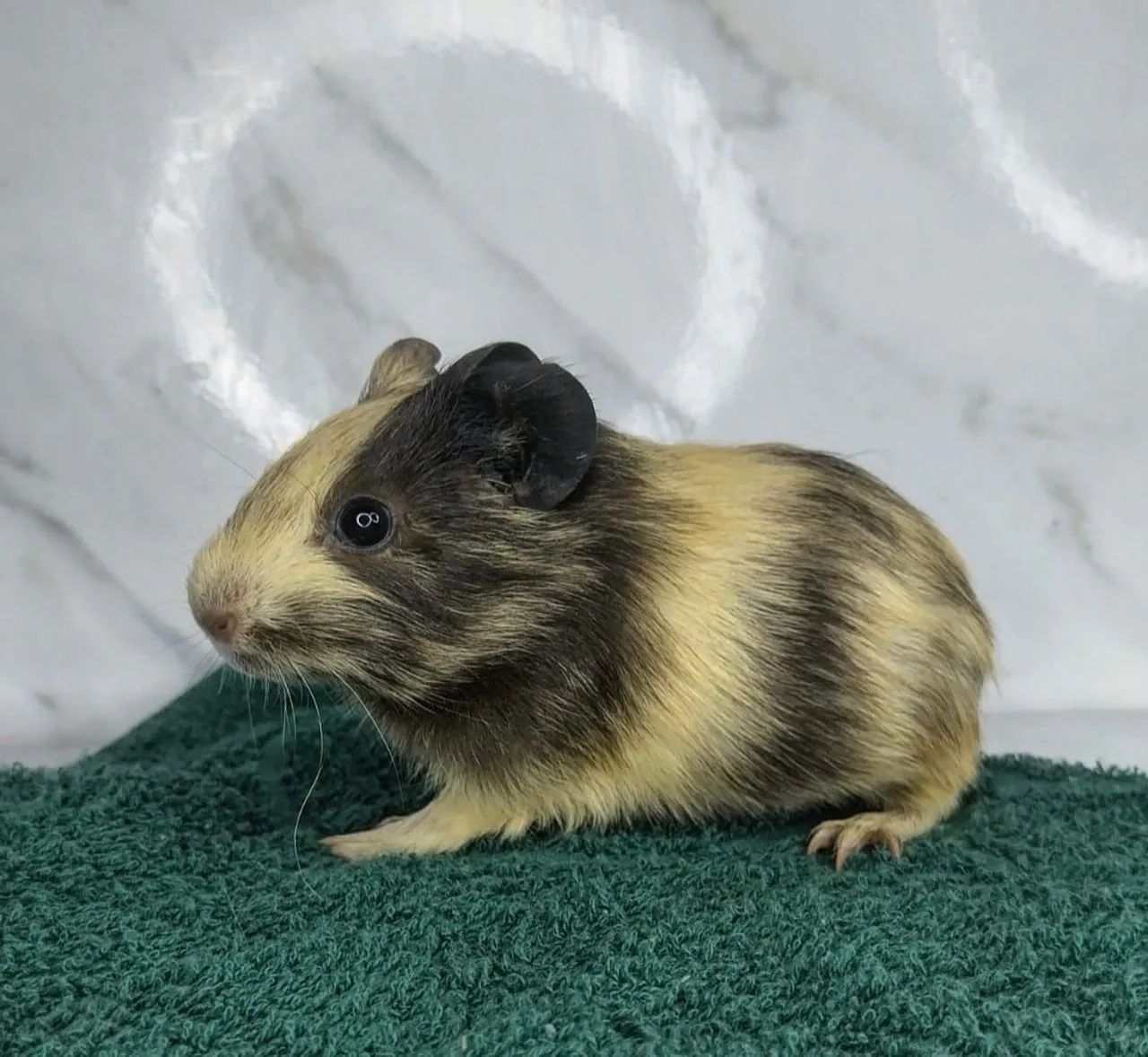 Porquinho da Índia fofinho - Foto 4