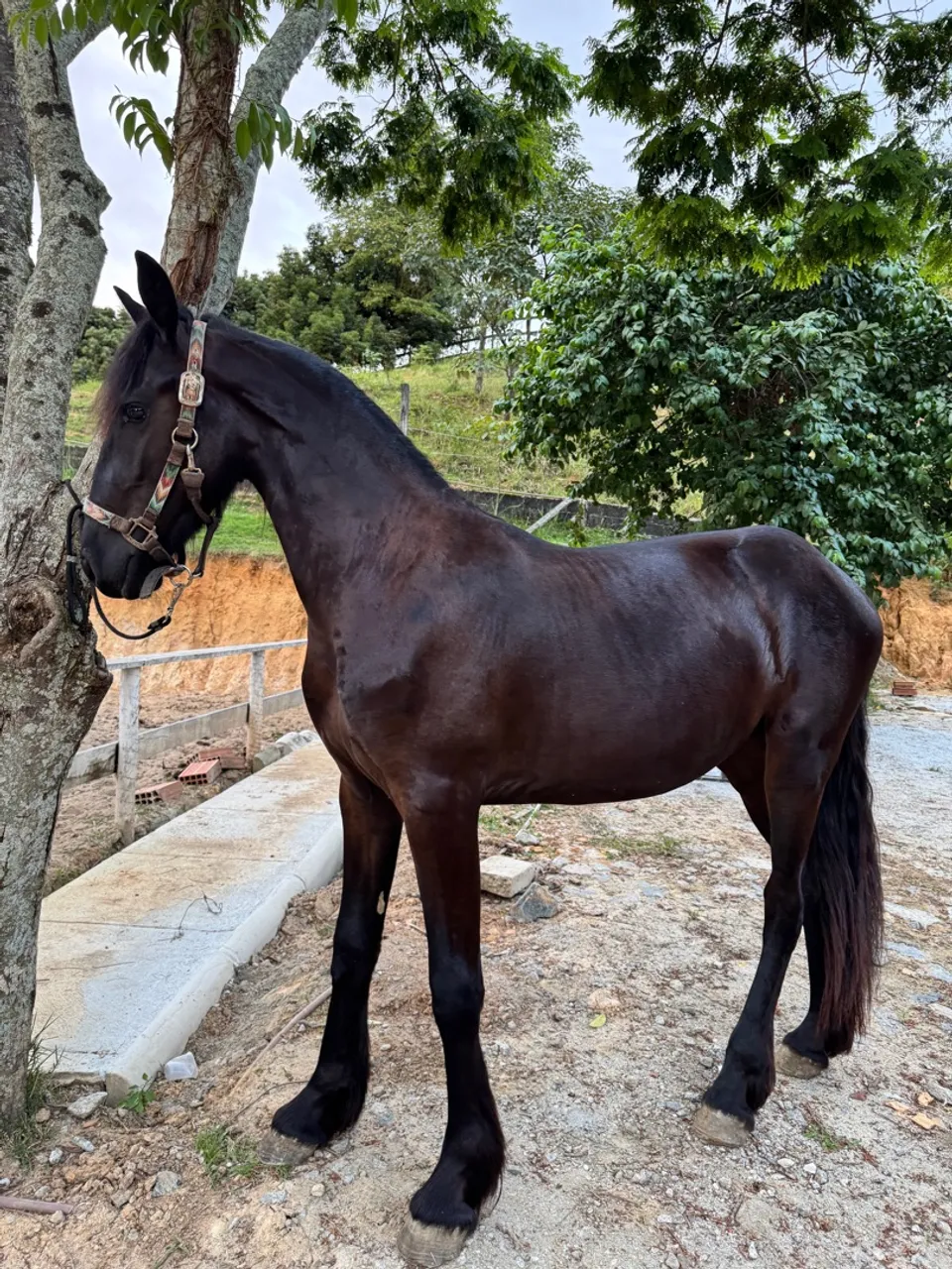POTRA YADIRA DA RAÇA FRIESIAN