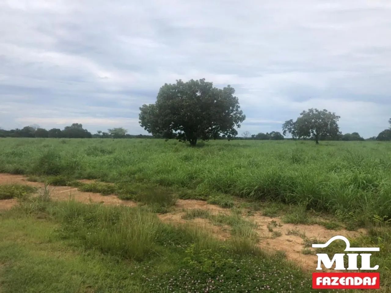 Fazenda em Talismã-TO 82 Alq. (397 Há). Boa p/ Soja