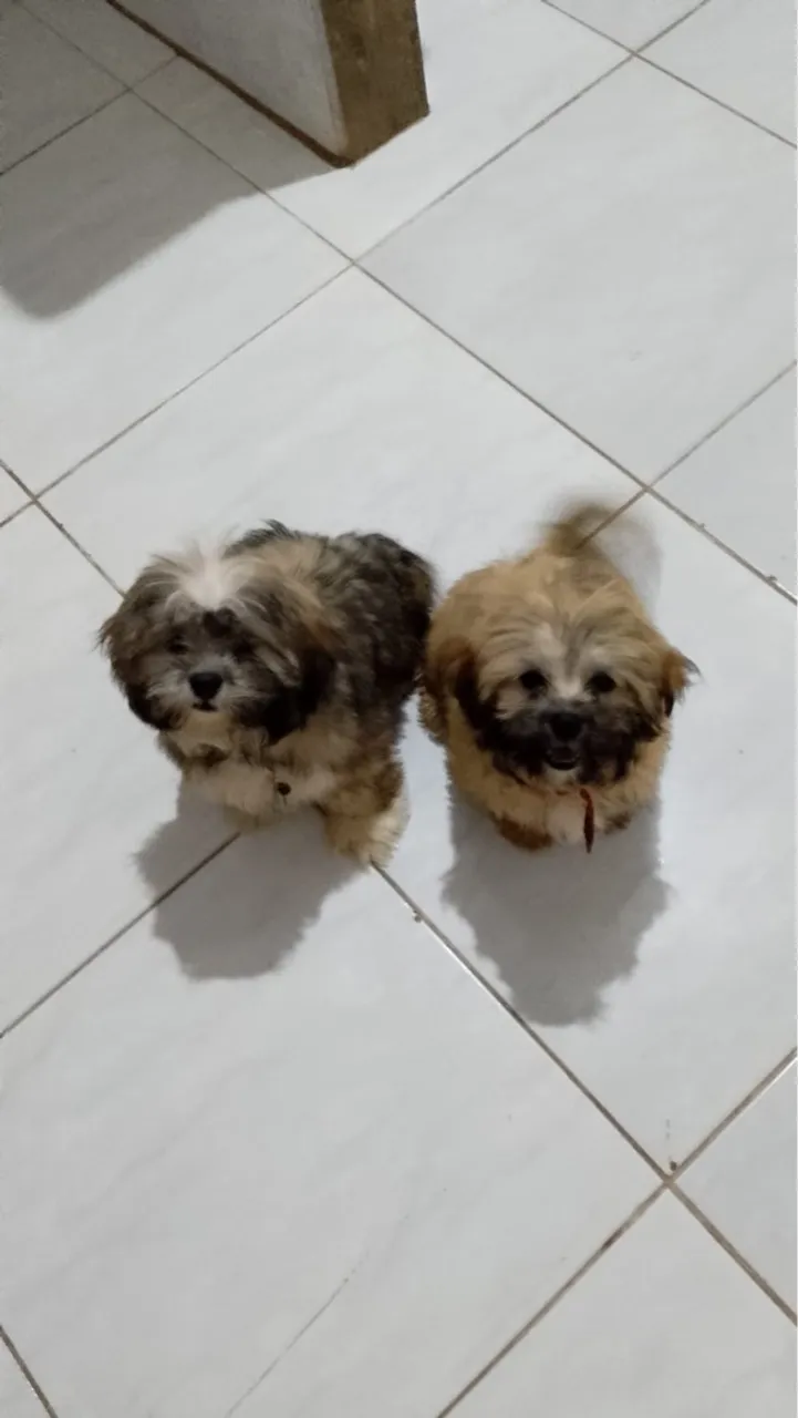 Filhotes Shih Tzu fofinhos à venda