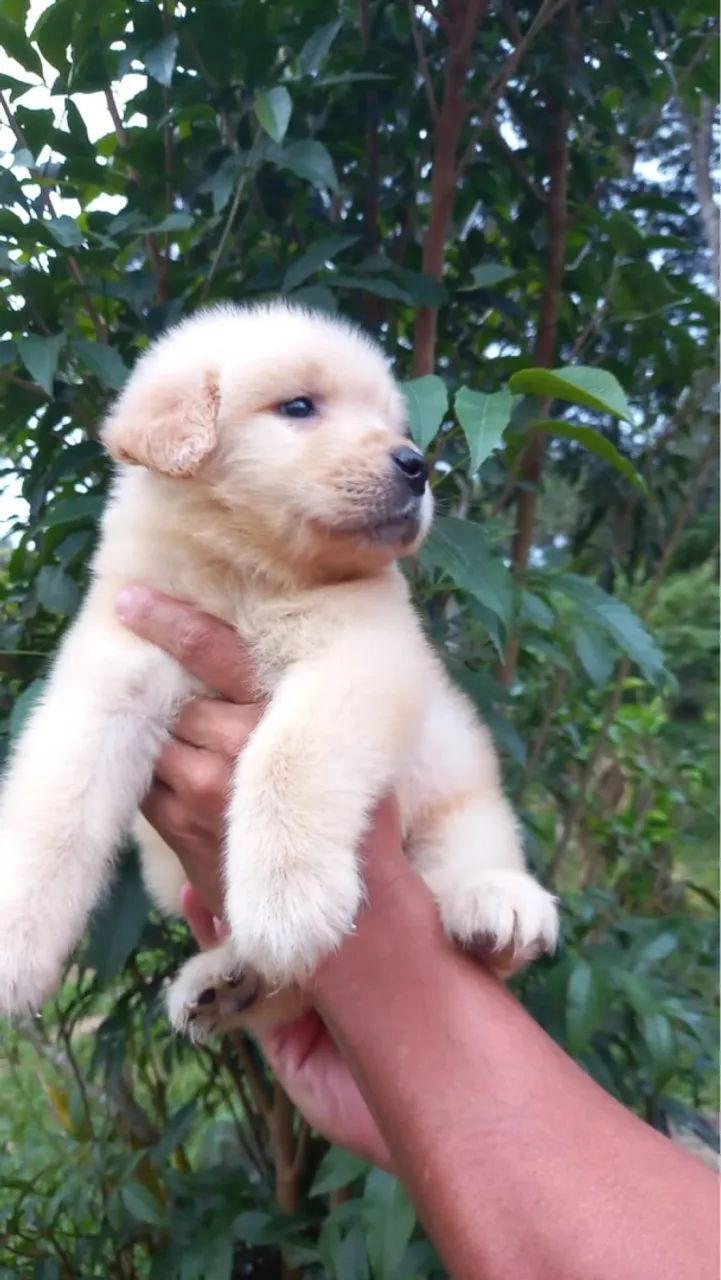 Golden Retriever macho em super promoção 