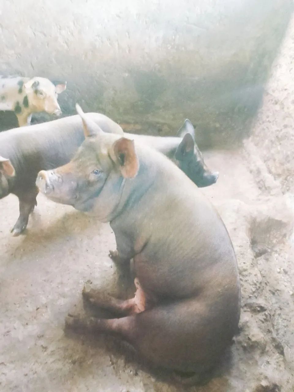 Porcos pretos para venda - Foto 4