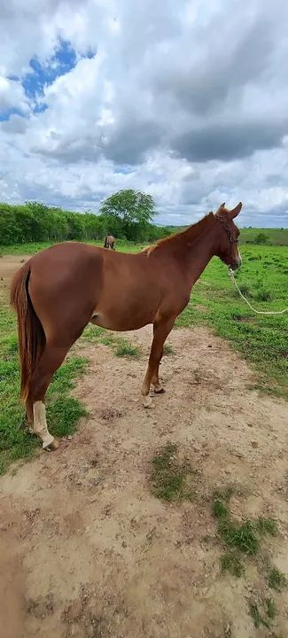 Potra Mangalarga Marchador - Foto 4