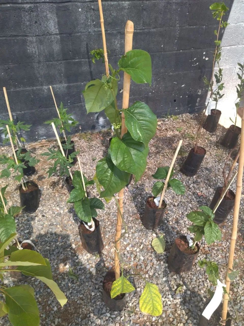Mudas Frutíferas Enxertadas  - Foto 5