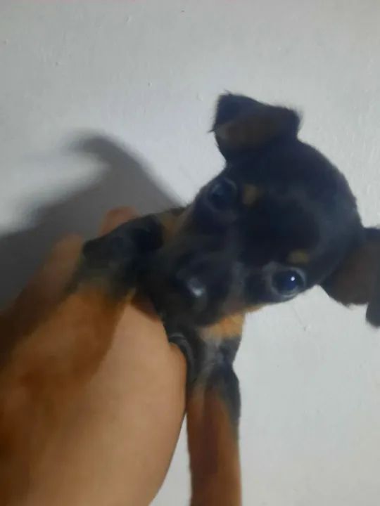Filhotes de Pinscher número dois - Foto 6