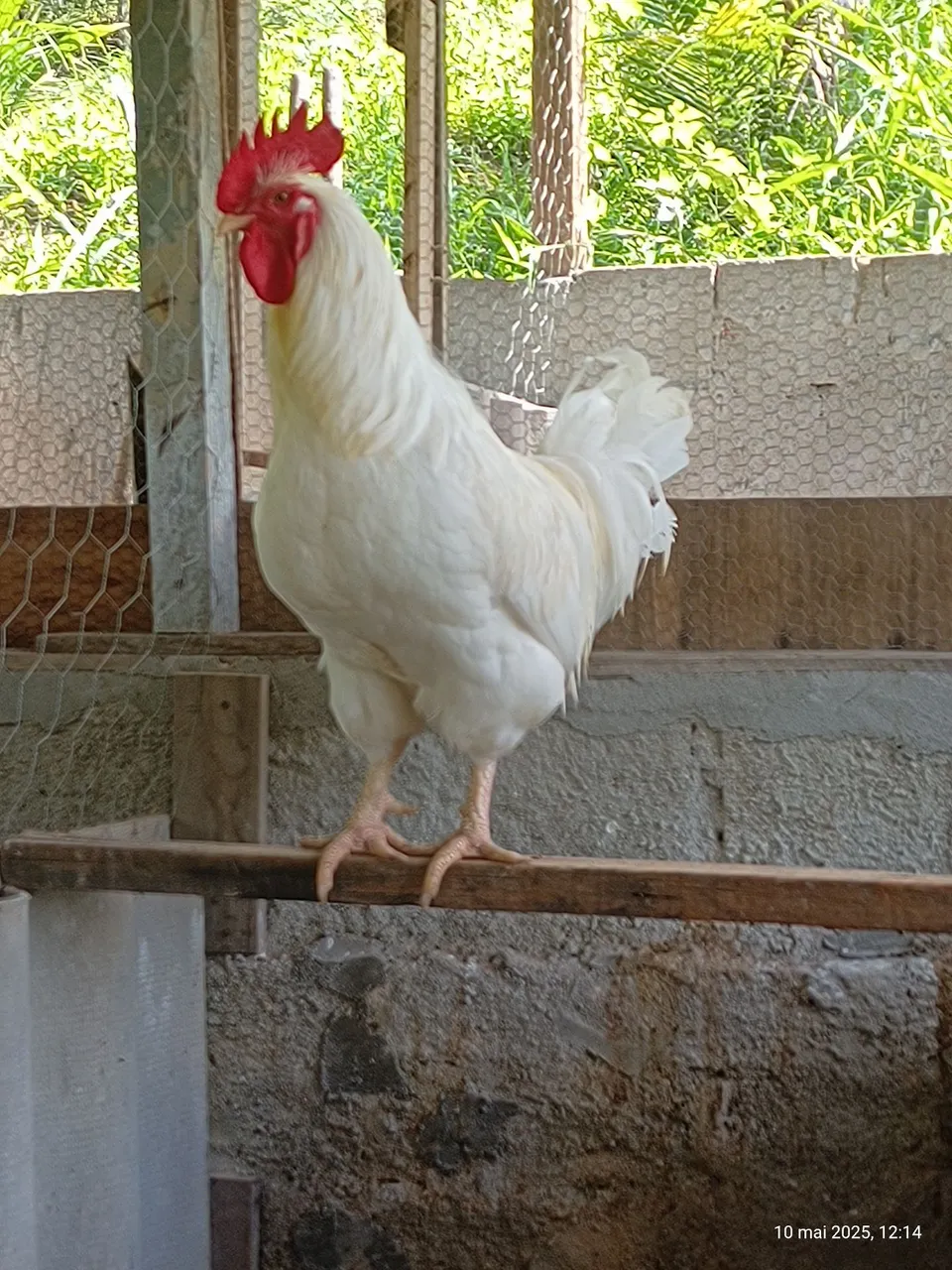 Venda de pintinho Rhode white
