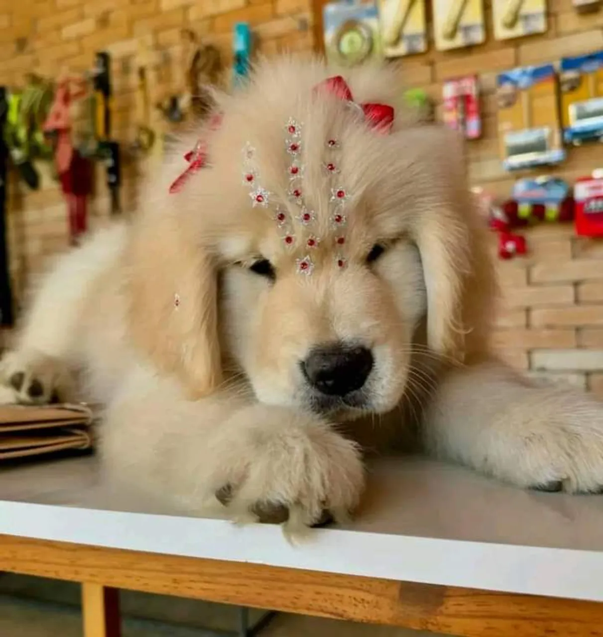 Filhote Golden Retriever Charmoso e Adorável!