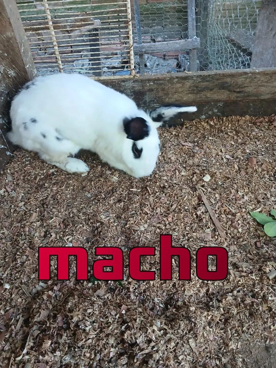 Coelhinhos Filhotes - Lindos e Adoráveis! - Foto 4