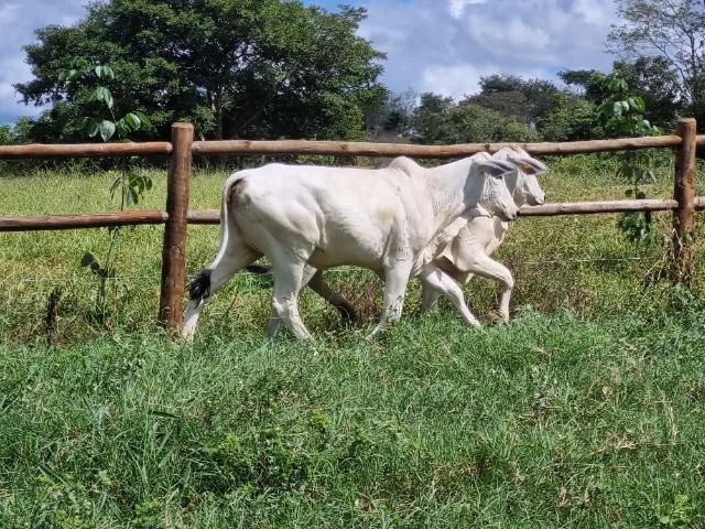Novilhas Nelore de melhoramento genético 20 meses - Foto 4