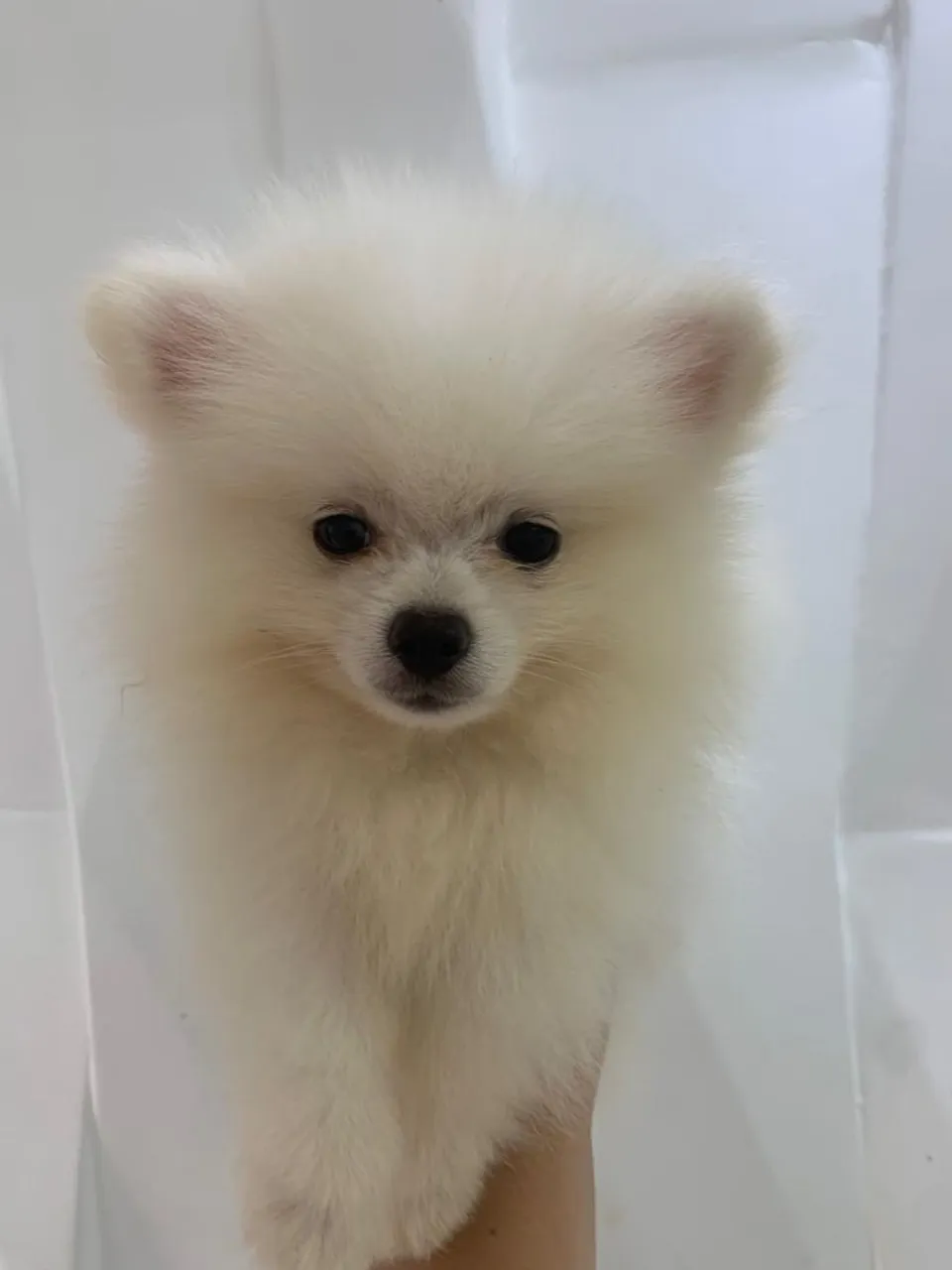 FILHOTE DE SPITZ ALEMÃO ANÃO