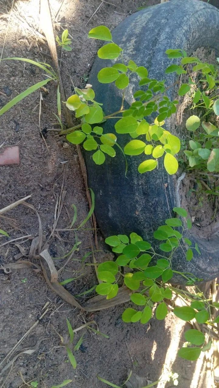 Sementes de Moringa Oleífera - Pacotes - Foto 2