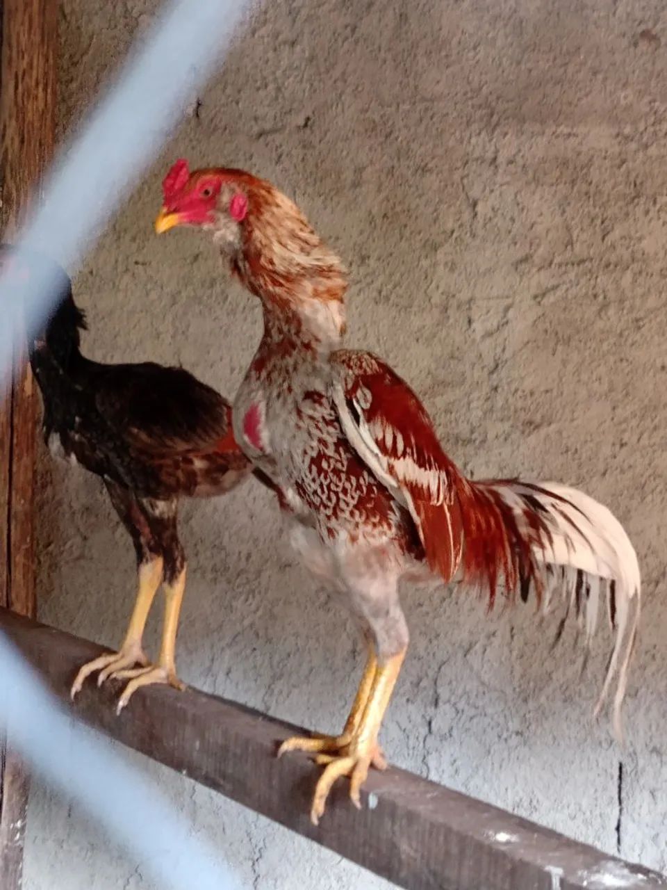 Galo exótico barbudo borrado vendendo barato - Foto 5