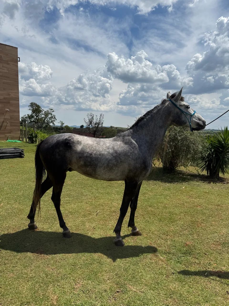 Cavalo mangalarga tordilho 