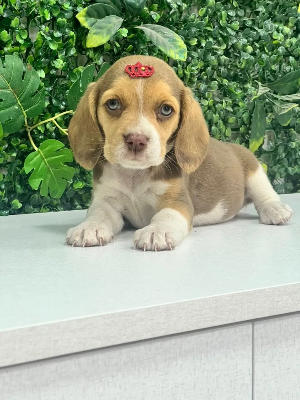 beagles chocolate olhos verdes