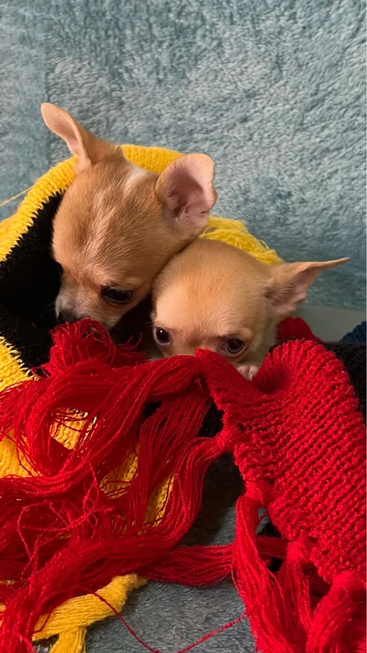 Dois filhotes de Chihuahua
