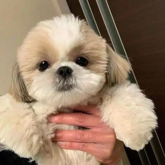 Shih Tzu Filhotes na Cor tricolor, bicolor - Foto 3