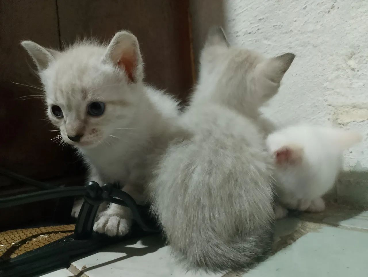 Três gatinhos fofinhos para adoção - Foto 2