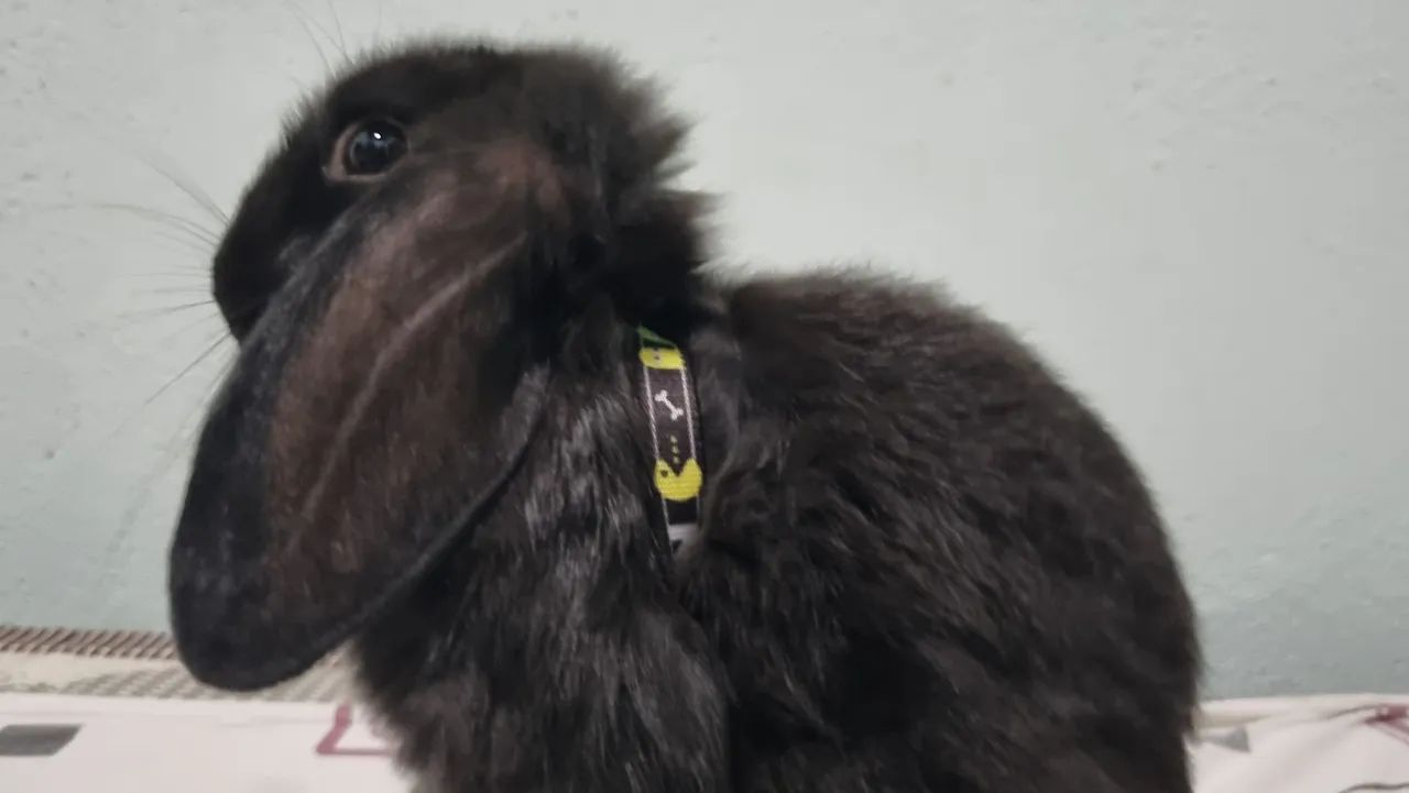 Coelhinho mini black lop - Foto 2