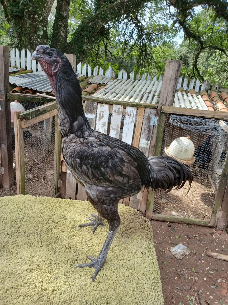 Galo Ornamental Exótico