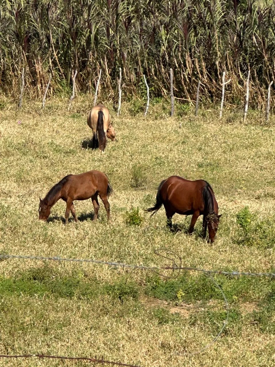 Potro/Potros - Foto 3
