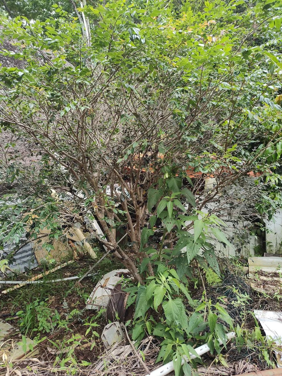 Vende se Uma Chácara. - Foto 8