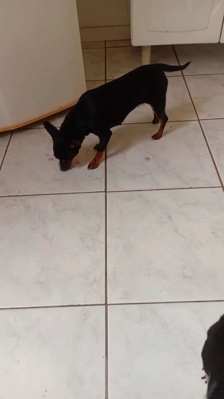 pincher 