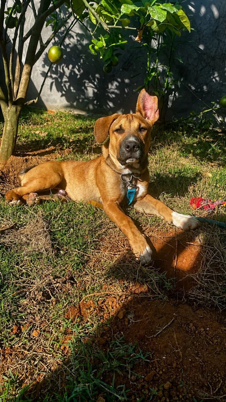 Cachorro  - Foto 3