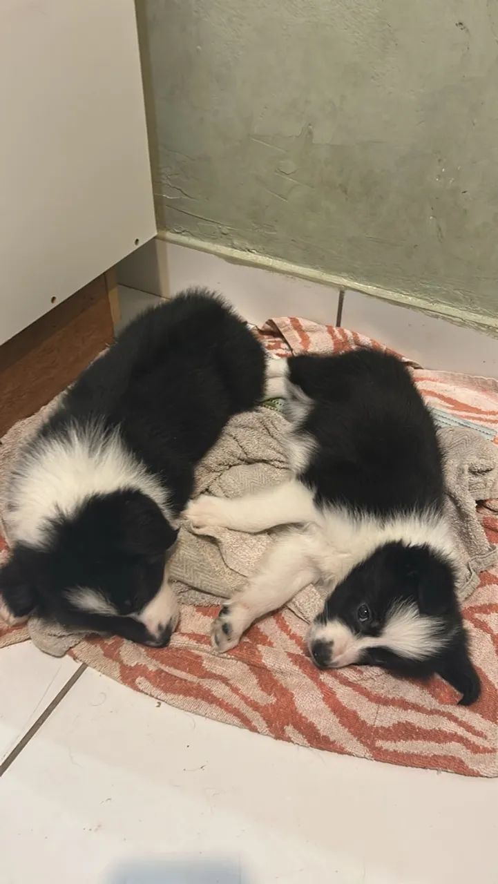 Border collie puro  - Foto 4