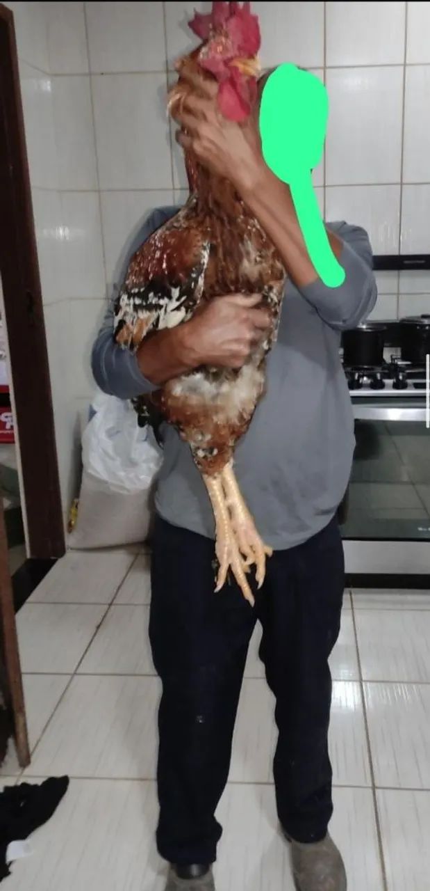 Galinhas e Galos GSB 