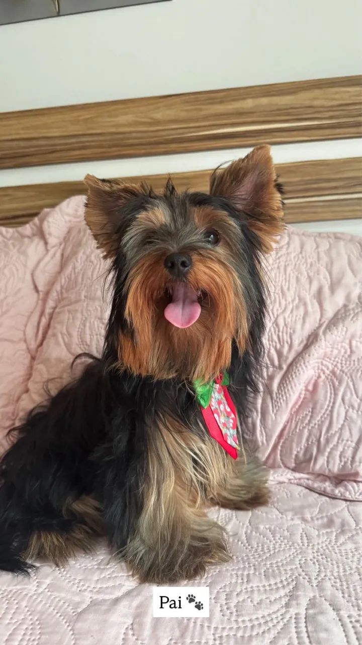 Filhote Yorkshire terrier - Foto 3